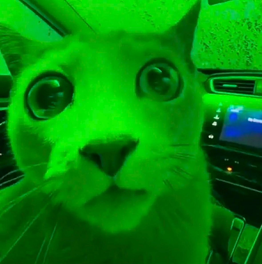 Green cat